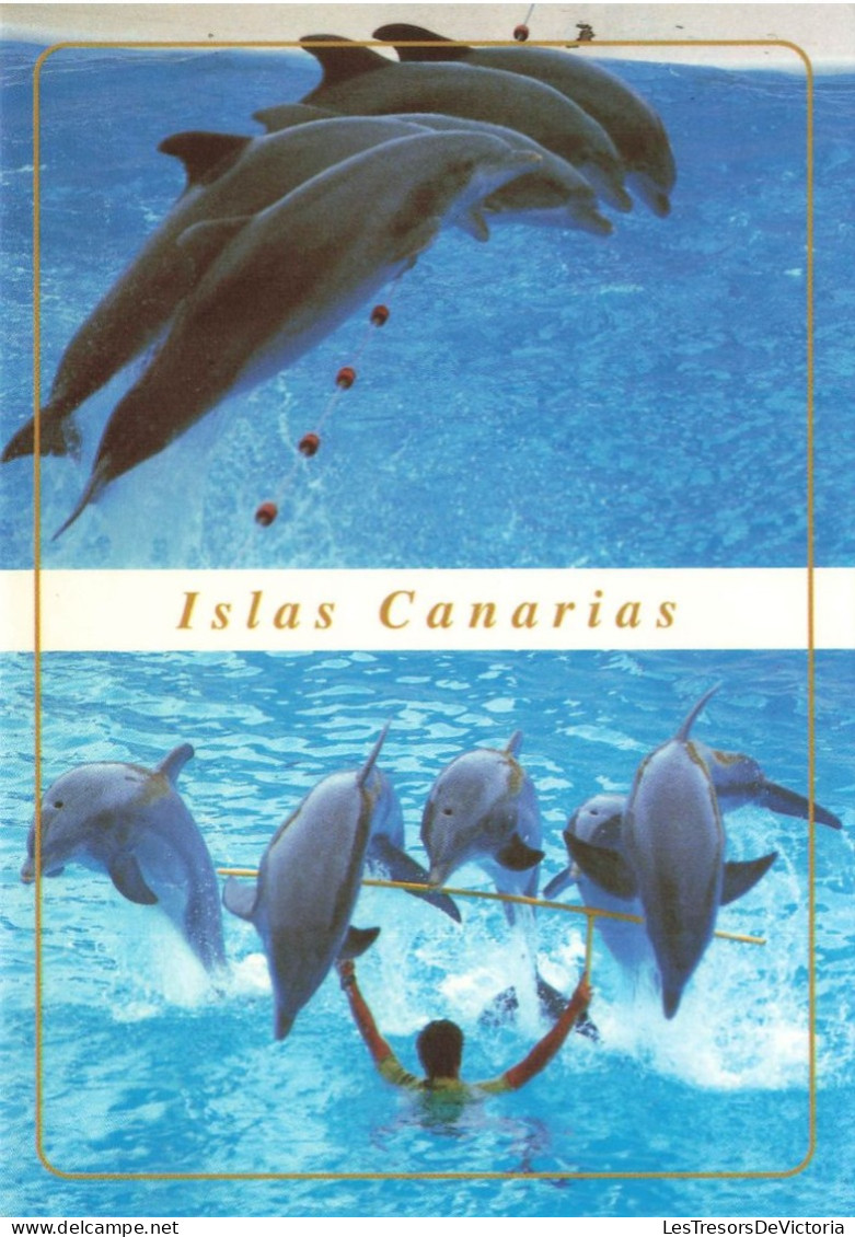 ESPAGNE - Tenerife - Delfines - Loro Parque - Puerto De La Cruz - Carte Postale - Tenerife