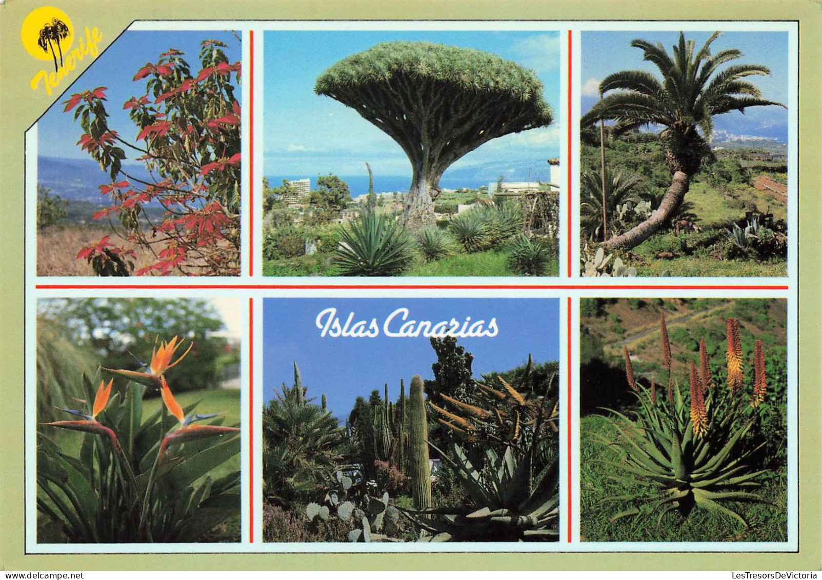 ESPAGNE - Tenerife - Végétation - Carte Postale - Tenerife