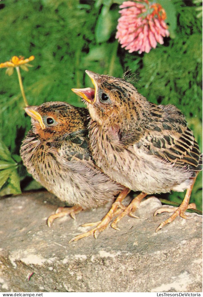 ANIMAUX - Oiseaux - Deux Oiseaux Assis Sur Une Pierre - Carte Postale - Birds