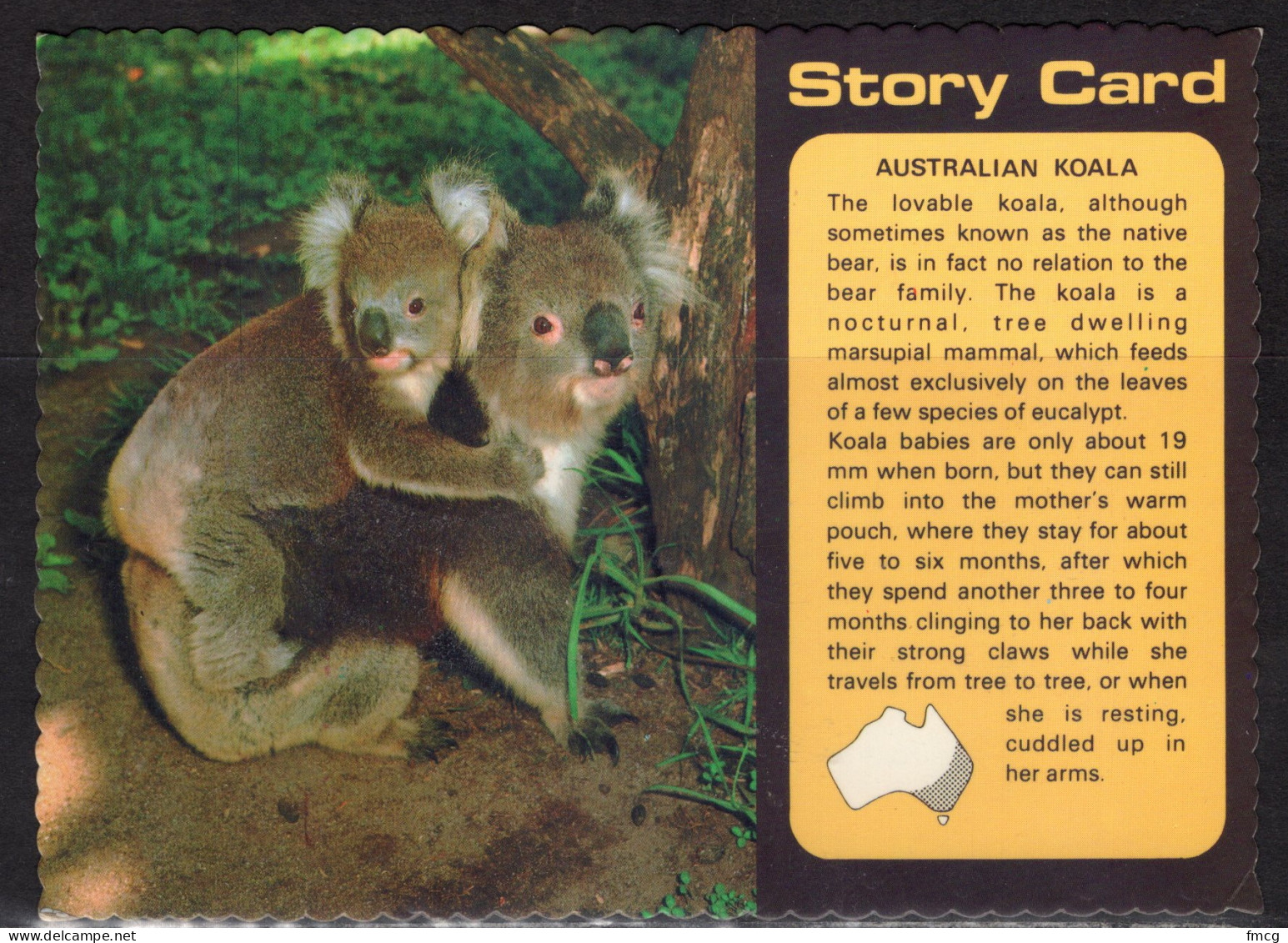 Australia Koala, Mailed - Bears