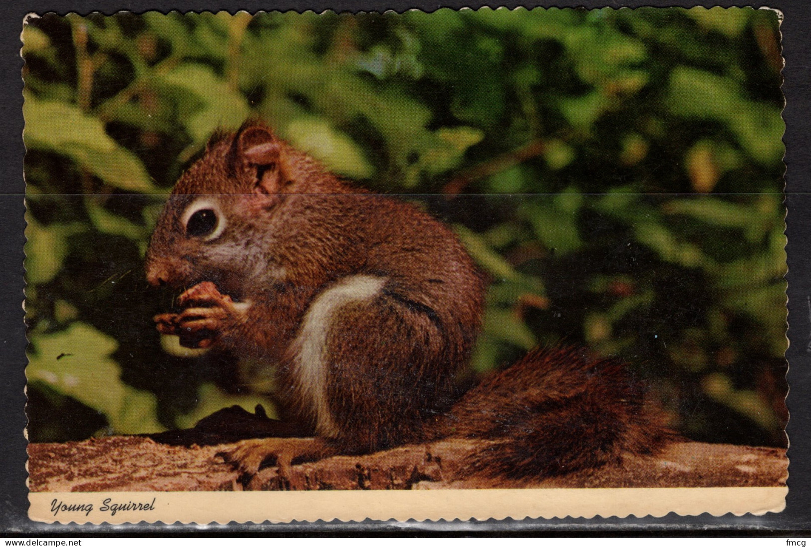 Young Squirrel, Mailed In 1980 - Other & Unclassified