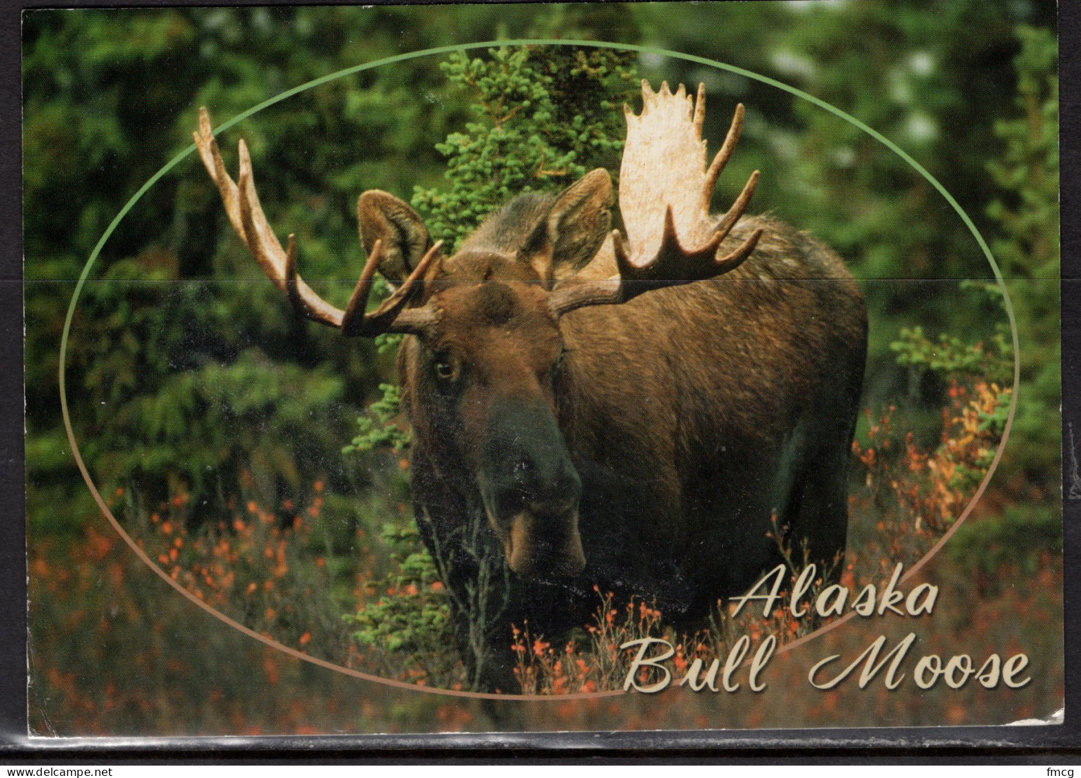 Alaska Bull Moose, Mailed In 1998 - Other & Unclassified