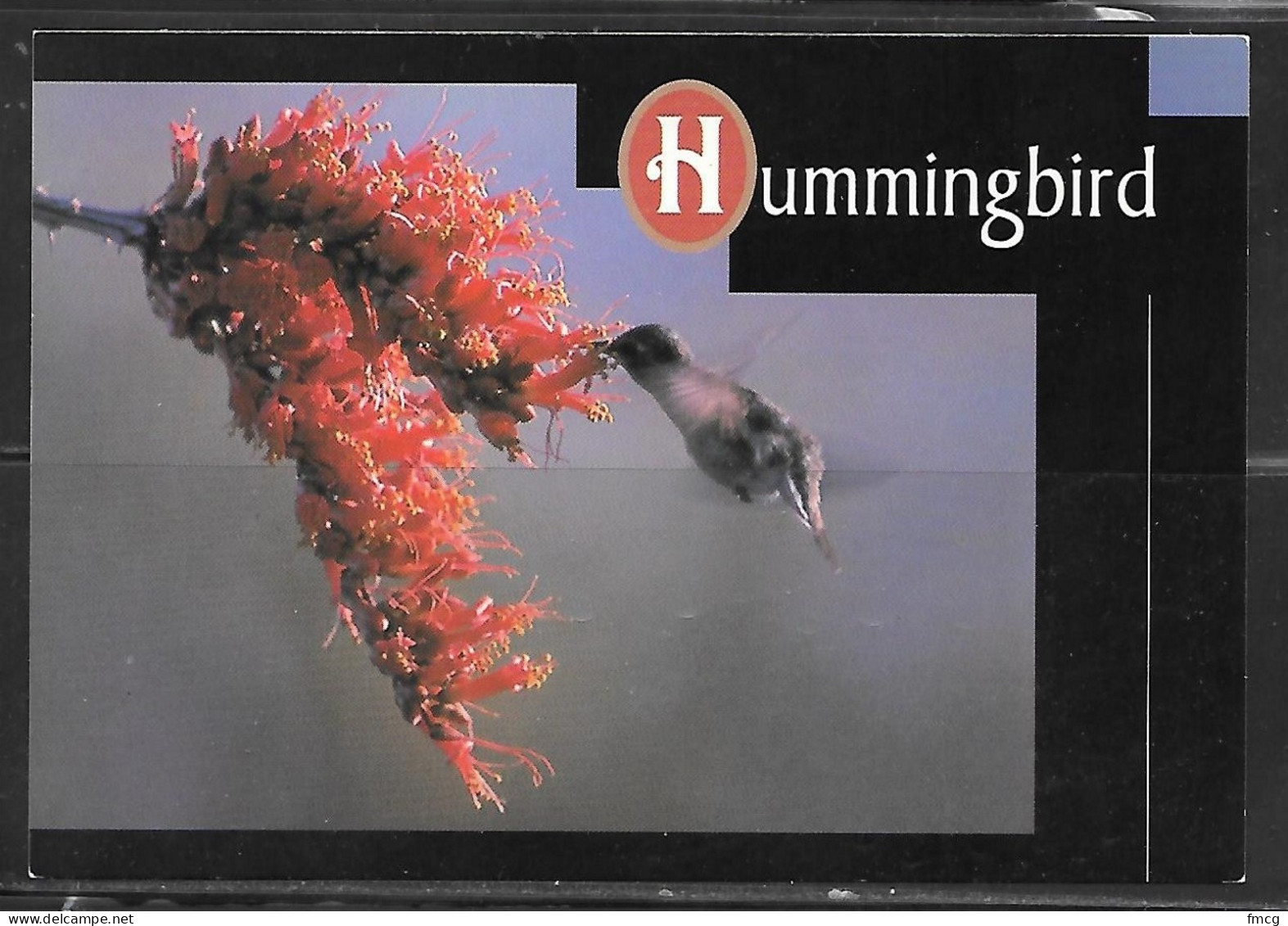 Desert Hummingbird, Unused. - Birds