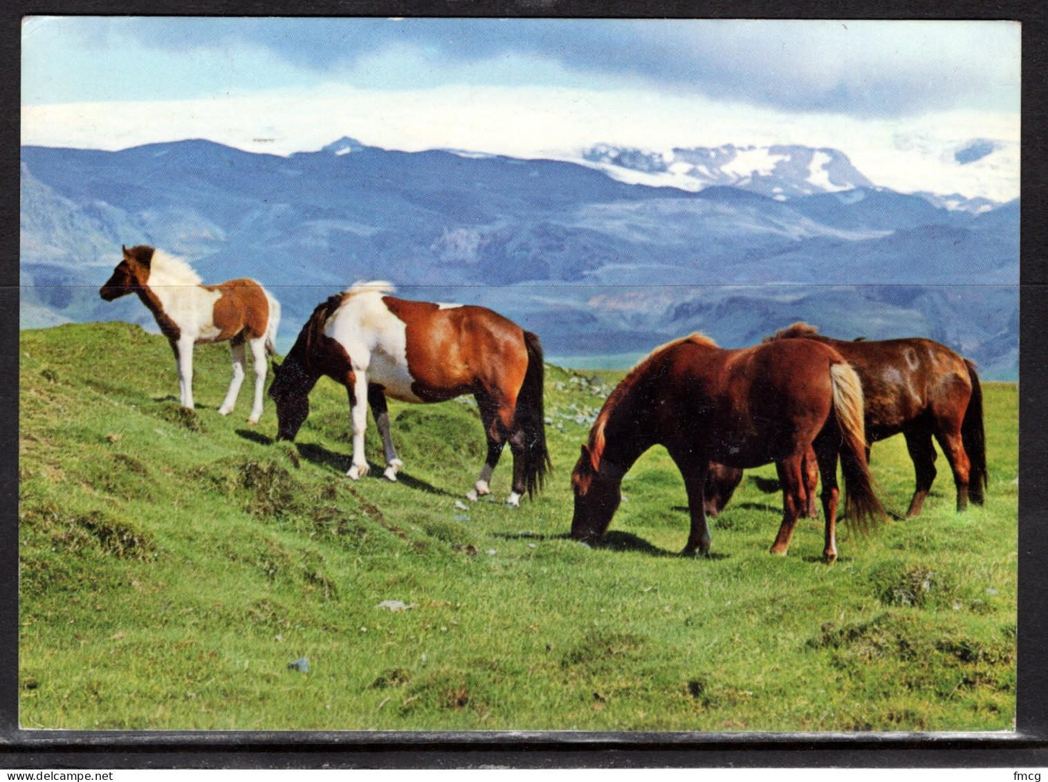 Iceland Horses, Mailed To USA - Horses