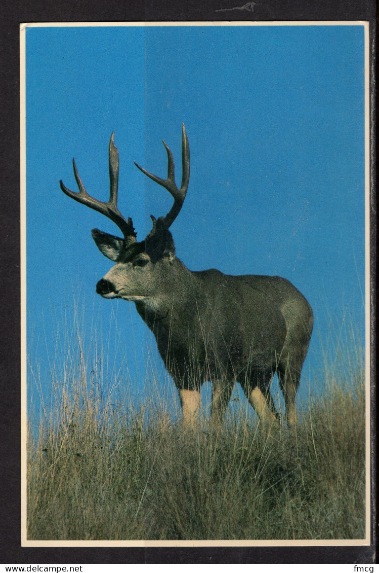 Buck Mule Deer, Yellowstone NP, Mailed 1982 - Other & Unclassified