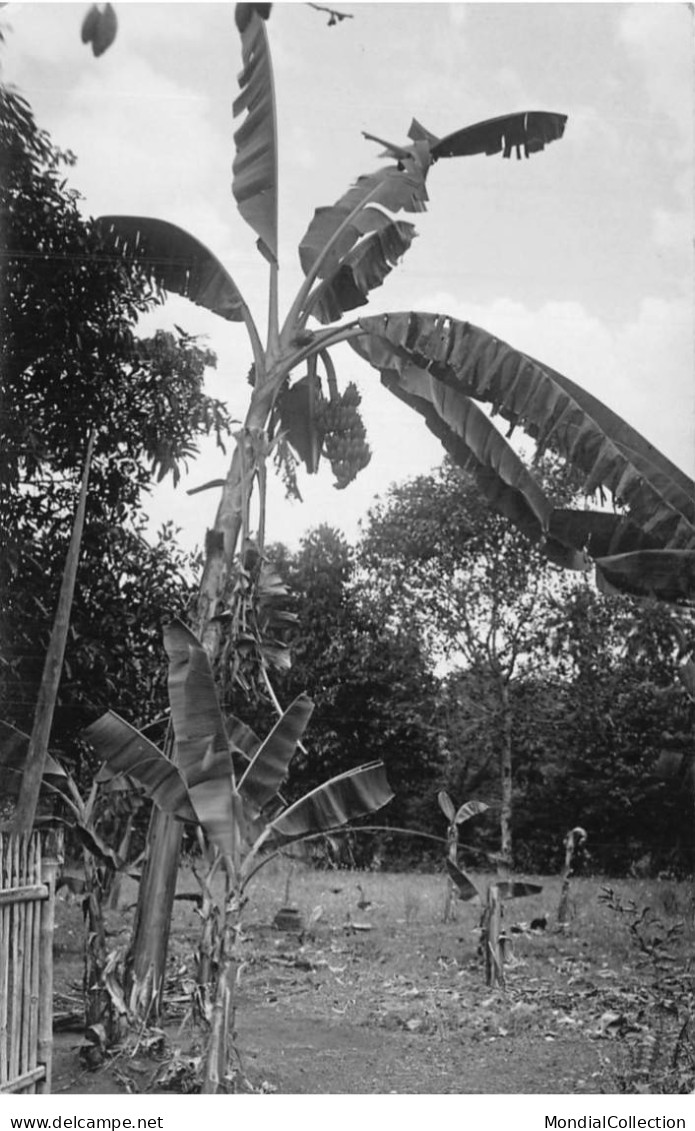 AHDP12-031- INDONESIE VUE SUR UN PALMIER CARTE PHOTO - Indonésie