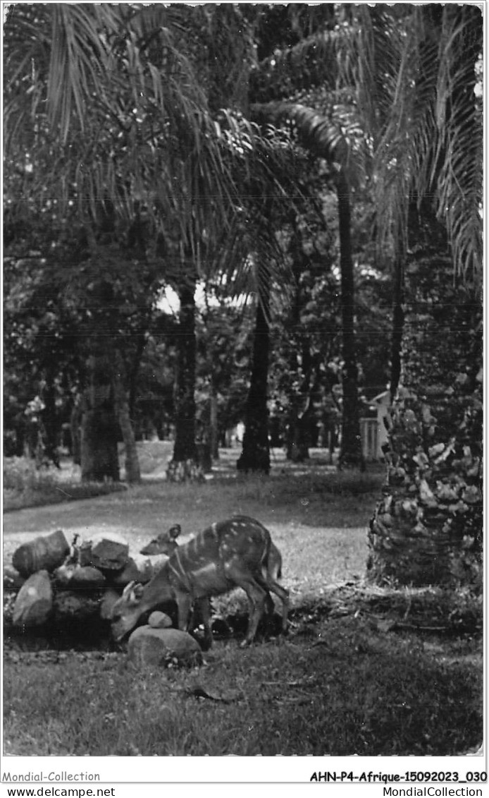 AHNP4-0406 - AFRIQUE - BRAZZAVILLE - Faune équatoriale - Brazzaville