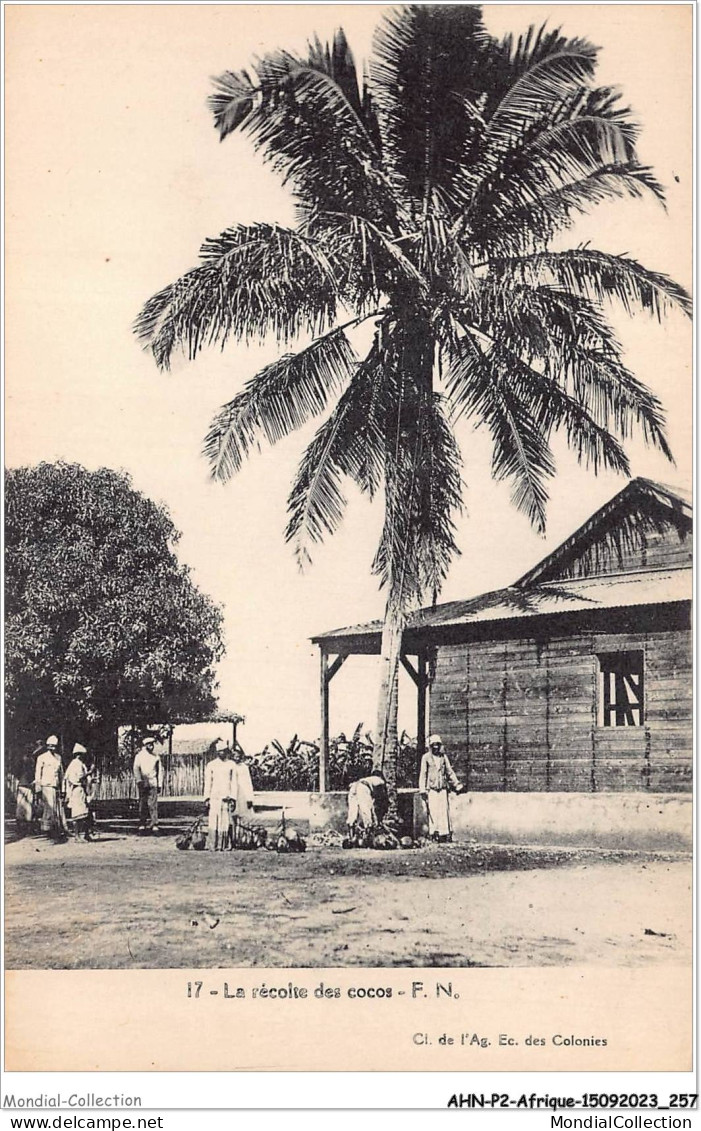 AHNP2-0256 - AFRIQUE - La Récolte Des Cocos - Unclassified
