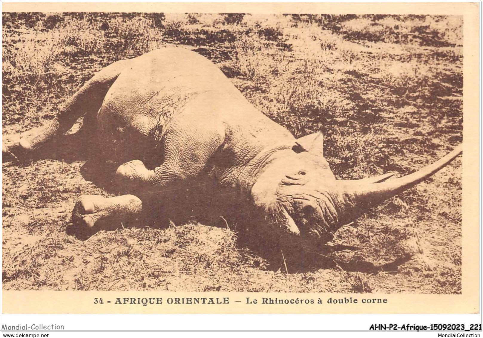 AHNP2-0238 - AFRIQUE - AFRIQUE ORIENTALE - Le Rhinoceros à Double Corne  - Unclassified