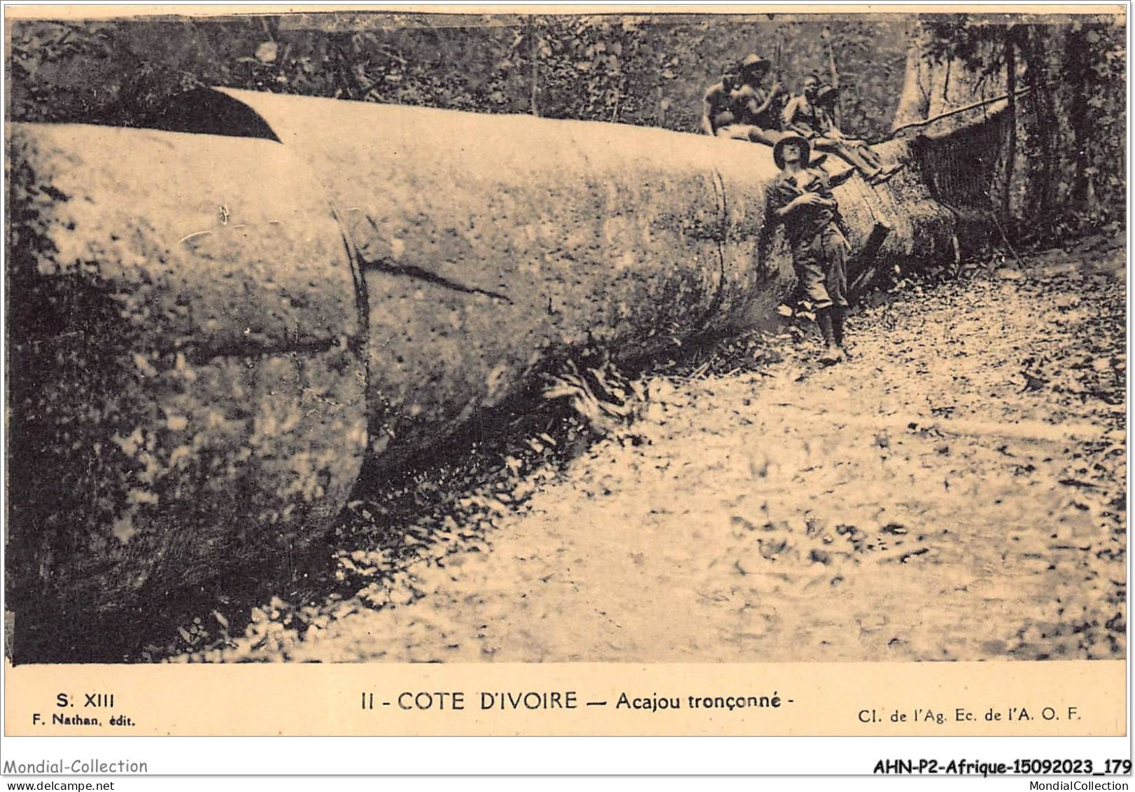 AHNP2-0217 - AFRIQUE - COTE D'IVOIRE - Acajou Tronçonné  - Ivory Coast
