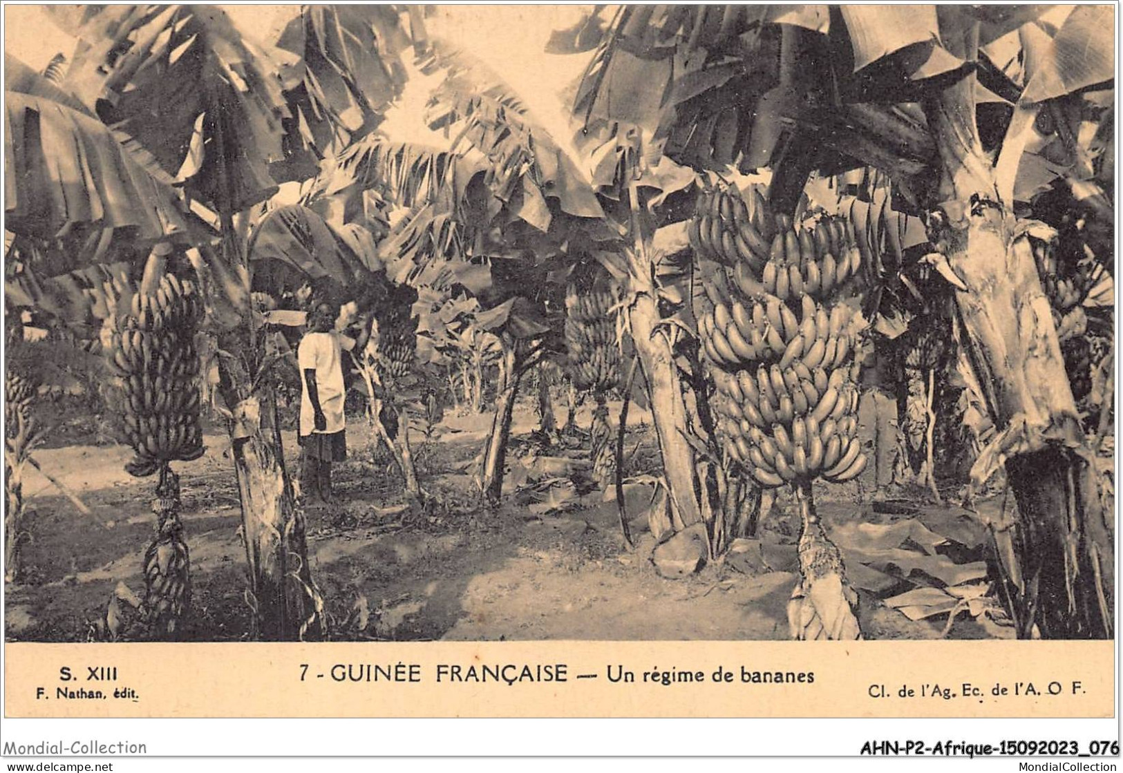 AHNP2-0166 - AFRIQUE - GUINEE FRANCAISE - Un Régime De Bananes  - Guinée Française