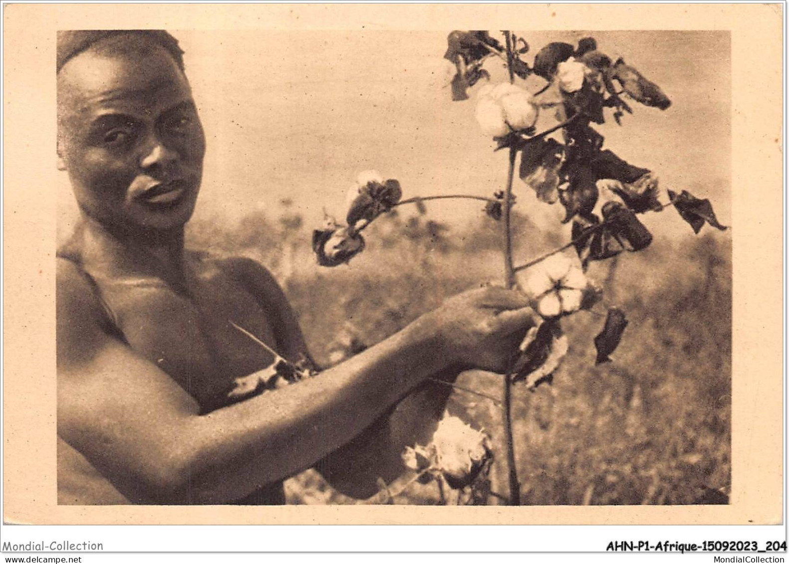 AHNP1-0102 - AFRIQUE - TCHAD - La Cueillette Du Cotton  - Tsjaad