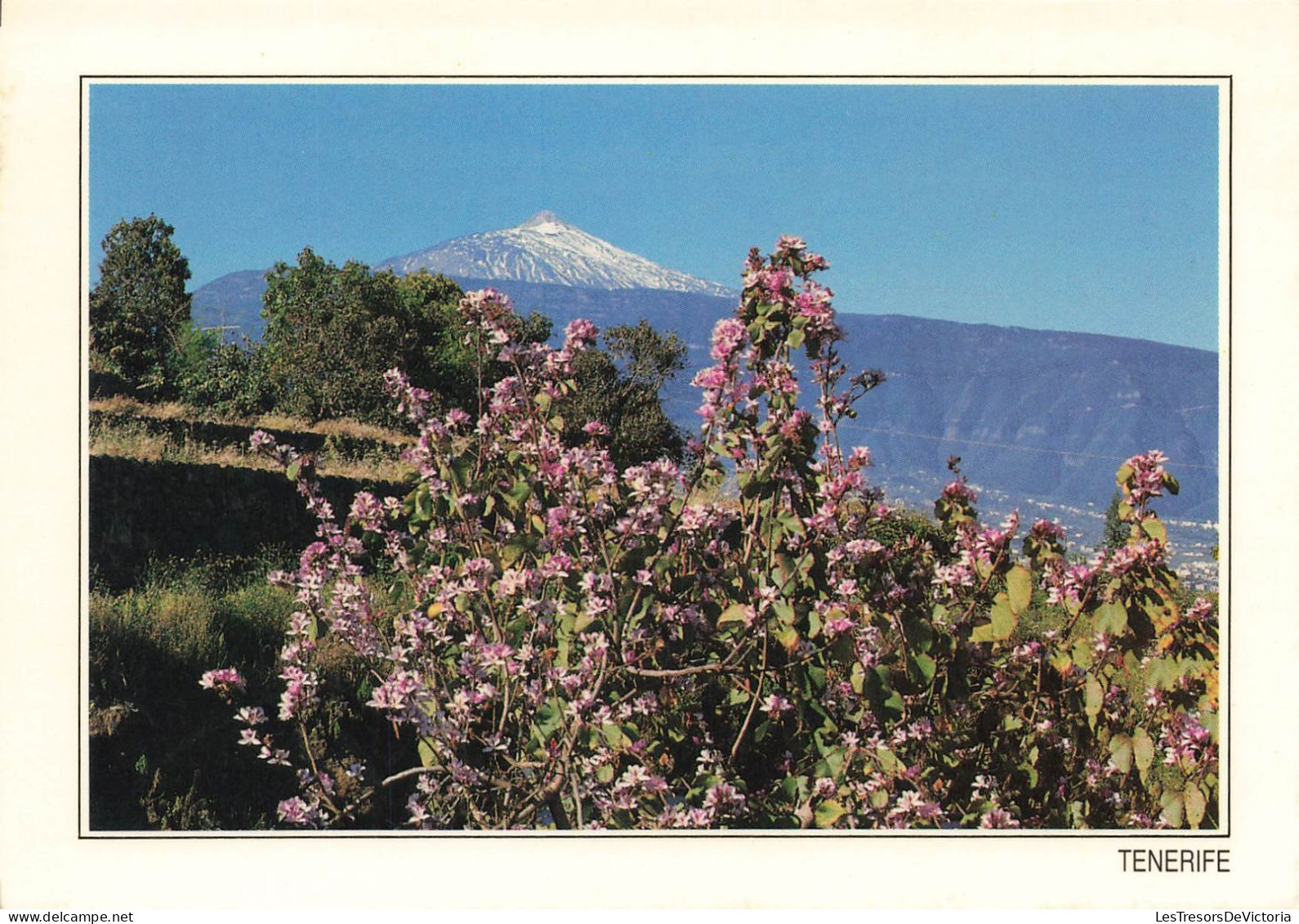ESPAGNE - Tenerife - El Teide - Carte Postale - Tenerife