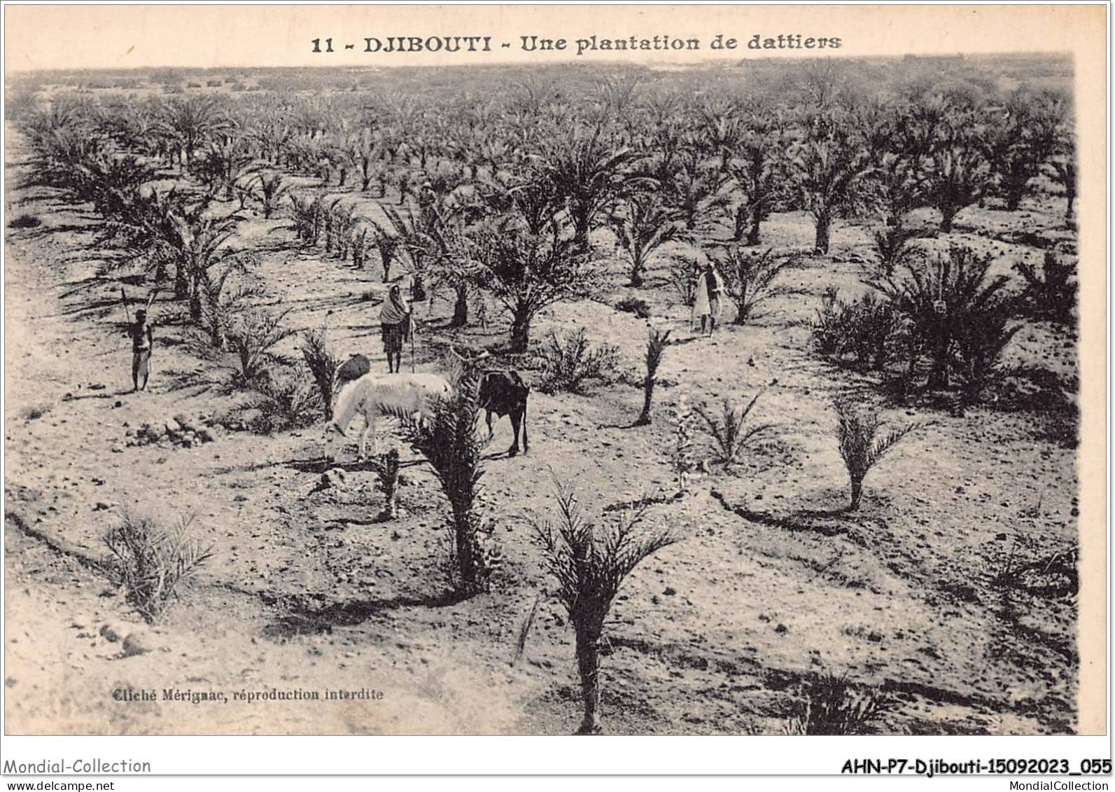 AHNP7-0774 - AFRIQUE - DJIBOUTI - Une Plantation De Dattiers - Dschibuti