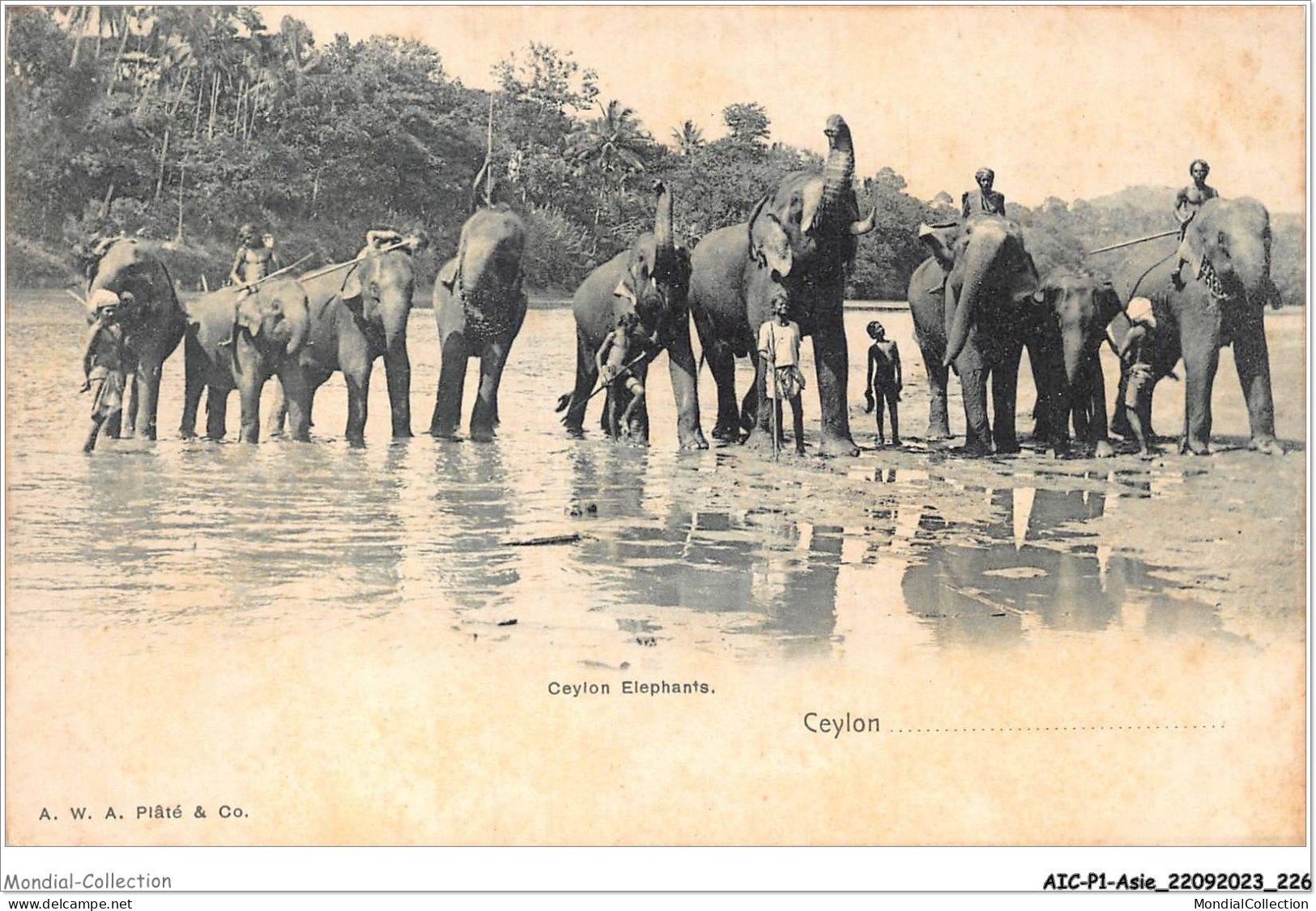 AICP1-ASIE-0114 - CEYLON - Elephants - Sri Lanka (Ceylon)