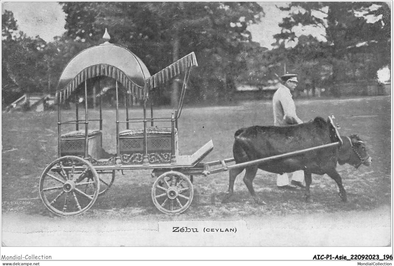 AICP1-ASIE-0099 - ZEBU - Ceylan - Sri Lanka (Ceylon)