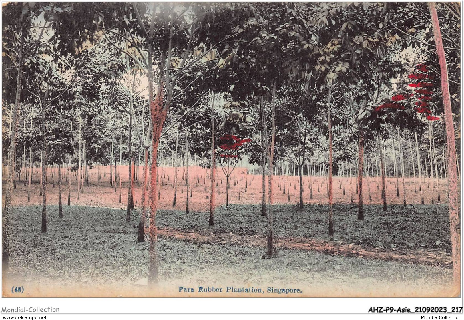 AHZP9-ASIE-0864 - PARA RUBBER PLANTATION - SINGAPORE - Singapour