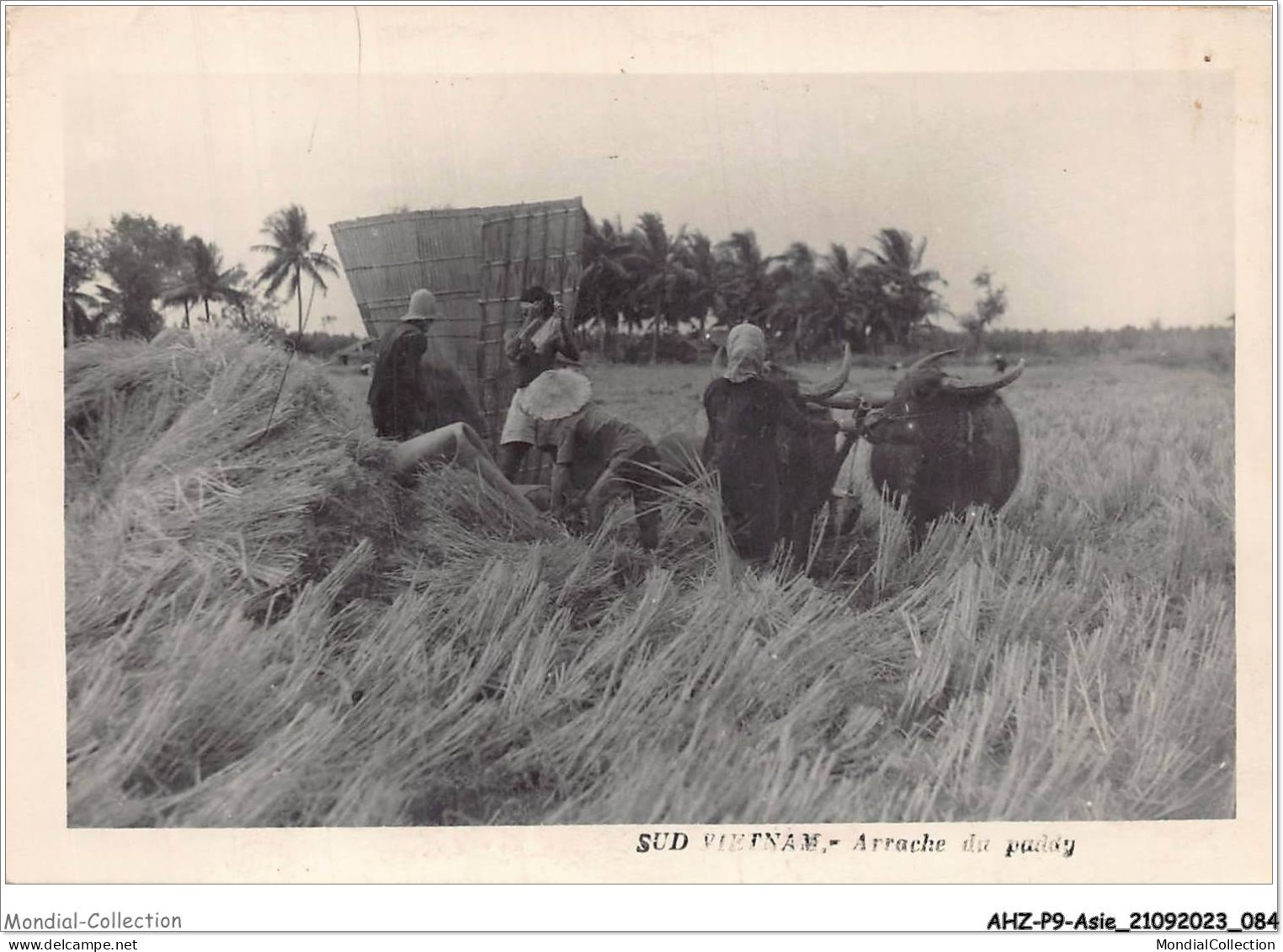 AHZP9-ASIE-0799 - SUD-VIETNAM - ARRACHE DU PADDY - Vietnam