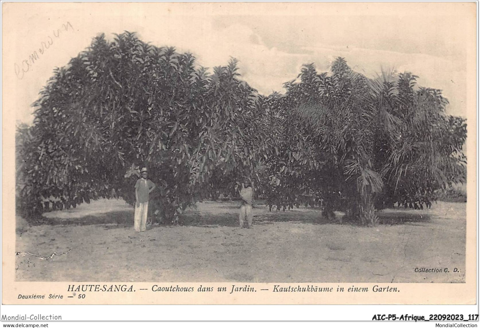 AICP5-AFRIQUE-0566 - HAUTE-SANGA - Caoutchoucs Dans Un Jardin - Zentralafrik. Republik