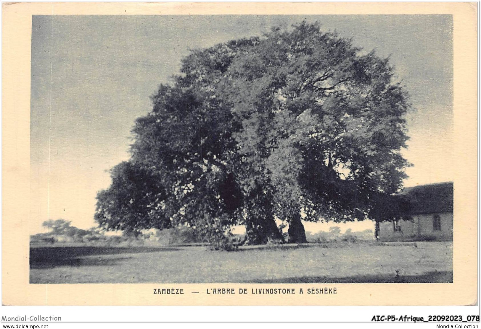 AICP5-AFRIQUE-0548 - ZAMBEZE - L'arbre De Livingstone à Séshéké - Zonder Classificatie