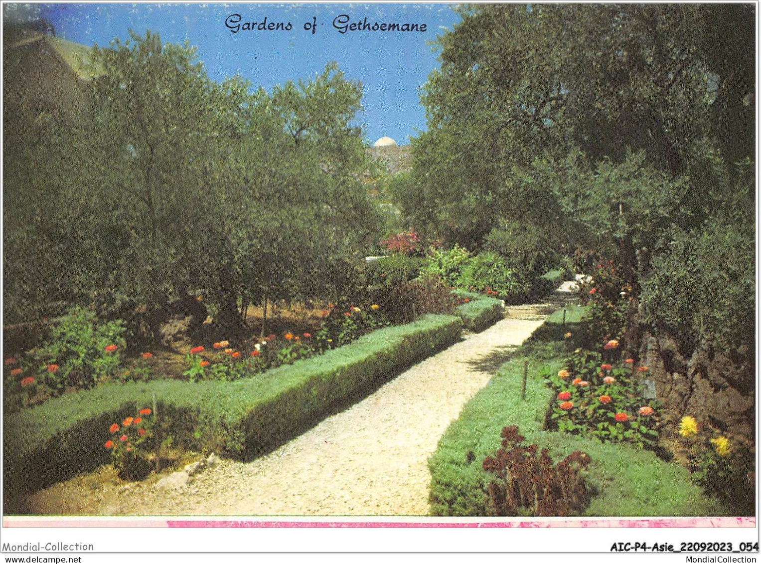 AICP4-ASIE-0426 - JERUSALEM - Vieille Ville - Le Jardin De Géthsemani - Israel