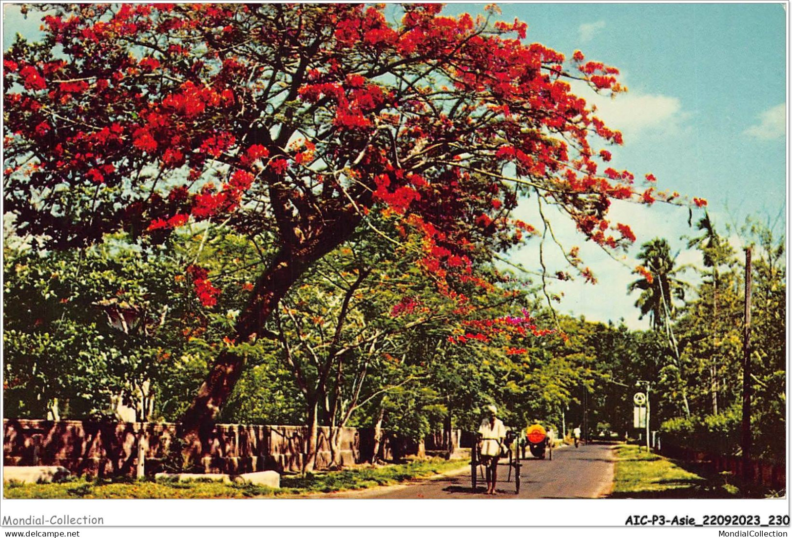 AICP3-ASIE-0368 - Flowering Flambouyant On A Colombo Road - CEYLON - Sri Lanka (Ceylon)