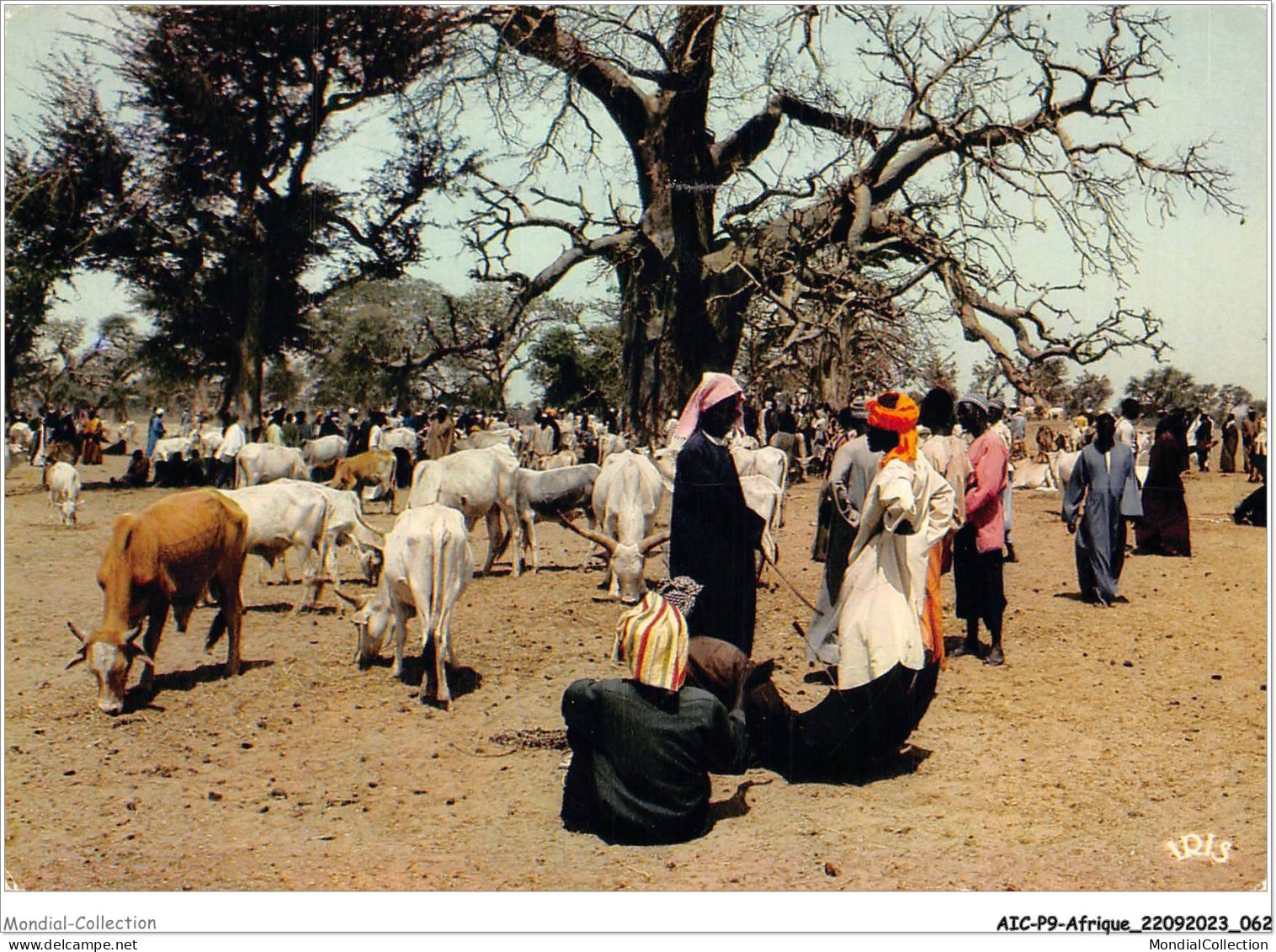 AICP9-AFRIQUE-0995 - COULEURS D'AFRIQUE - Le Rendez-vous Des Bergers - Unclassified