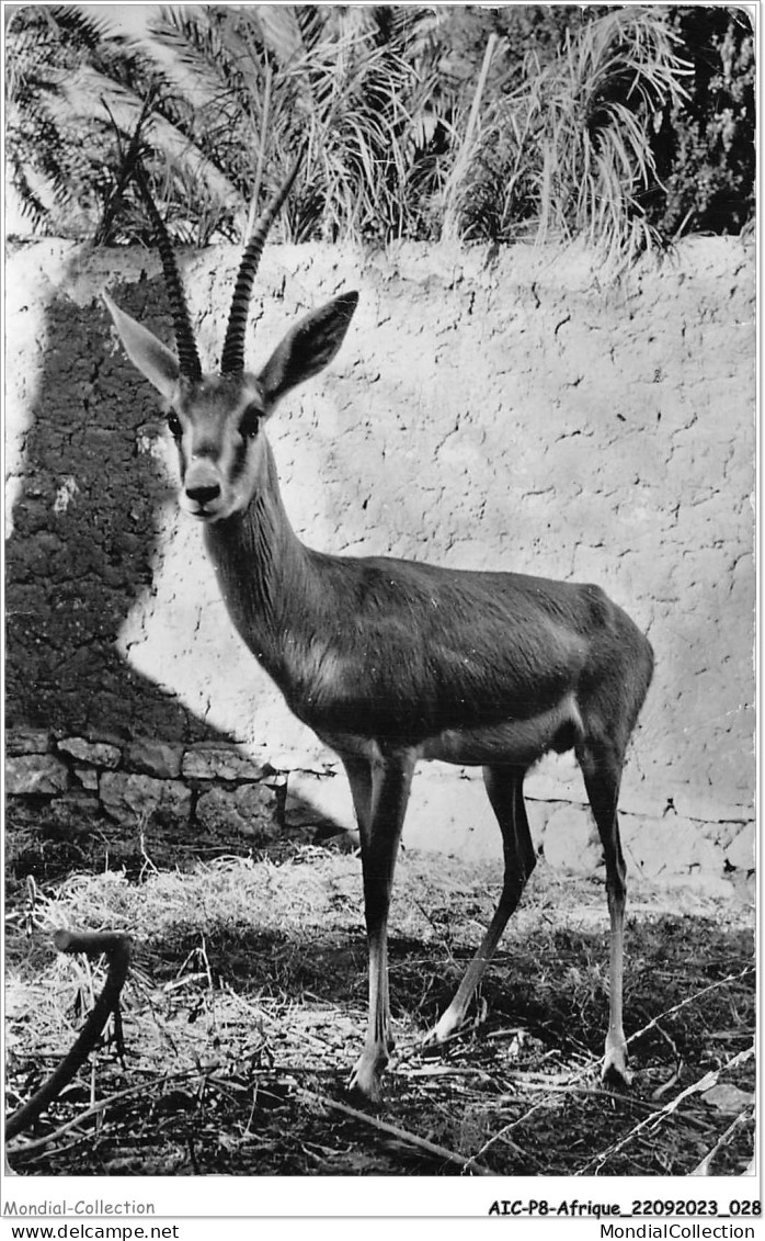 AICP8-AFRIQUE-0869 - Gazelle Des Sables - Zonder Classificatie