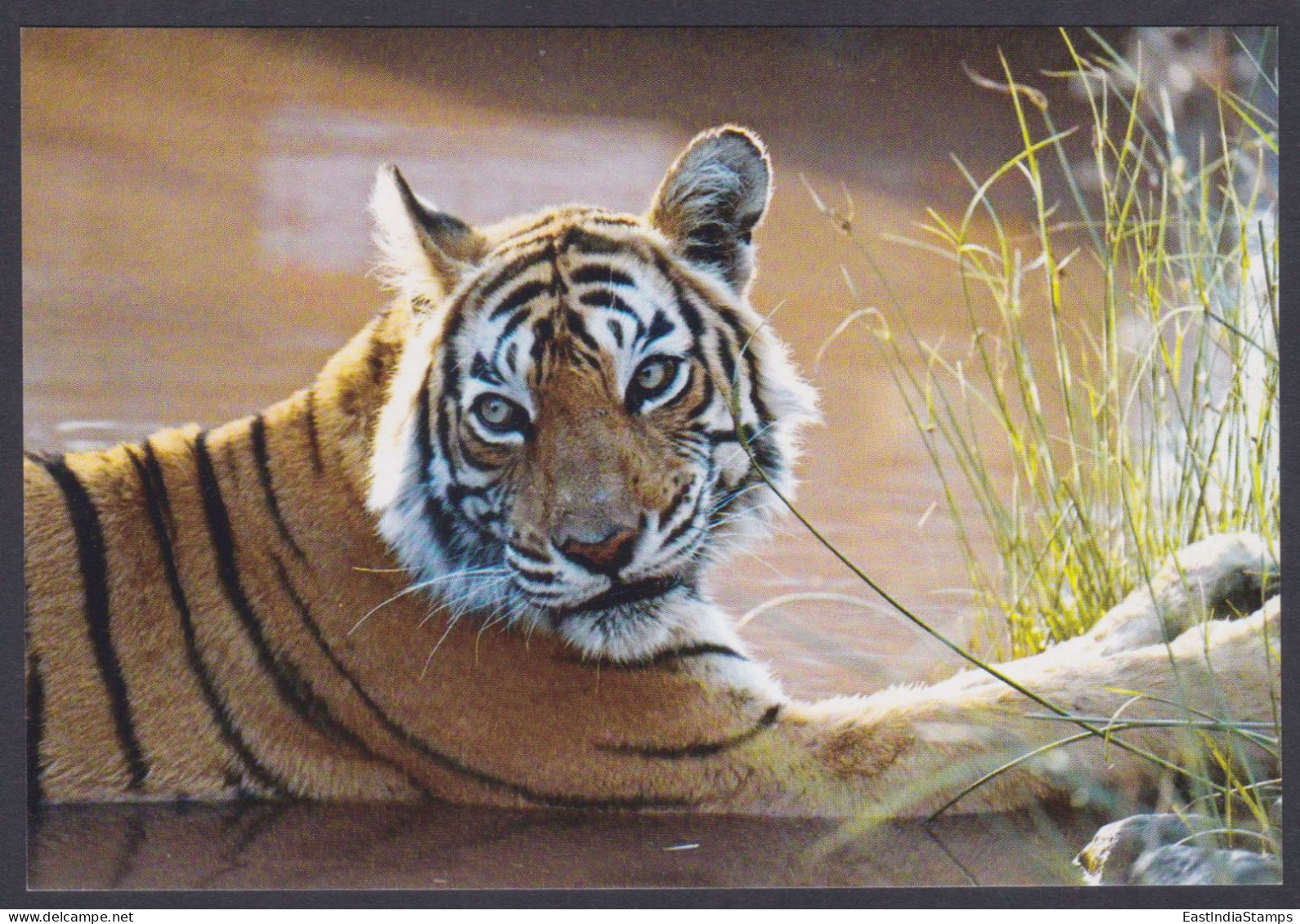Inde India 2012 Mint Unused Postcard Ranthambhore National Park, Tiger, Tigers, Wildlife, Wild Life, Animal, Animals - Indien