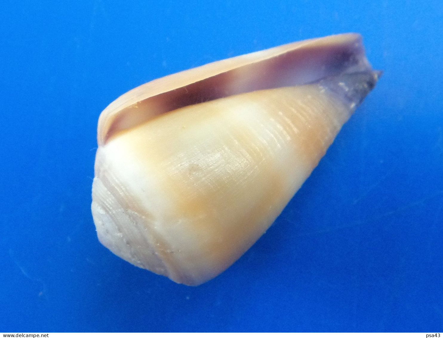 Conus Frigidus La Réunion 27,6mm F+++ N2 - Seashells & Snail-shells