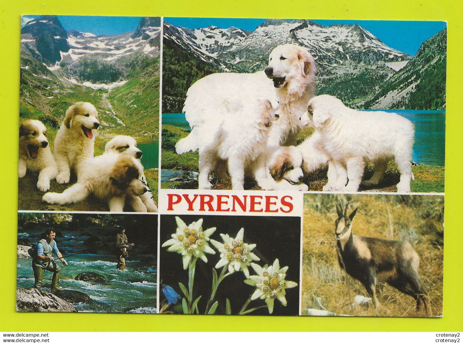 65 Chiots Et Chiens Des Pyrénées Pêcheurs De Truites Postée De Collioure En 1990 - Dogs