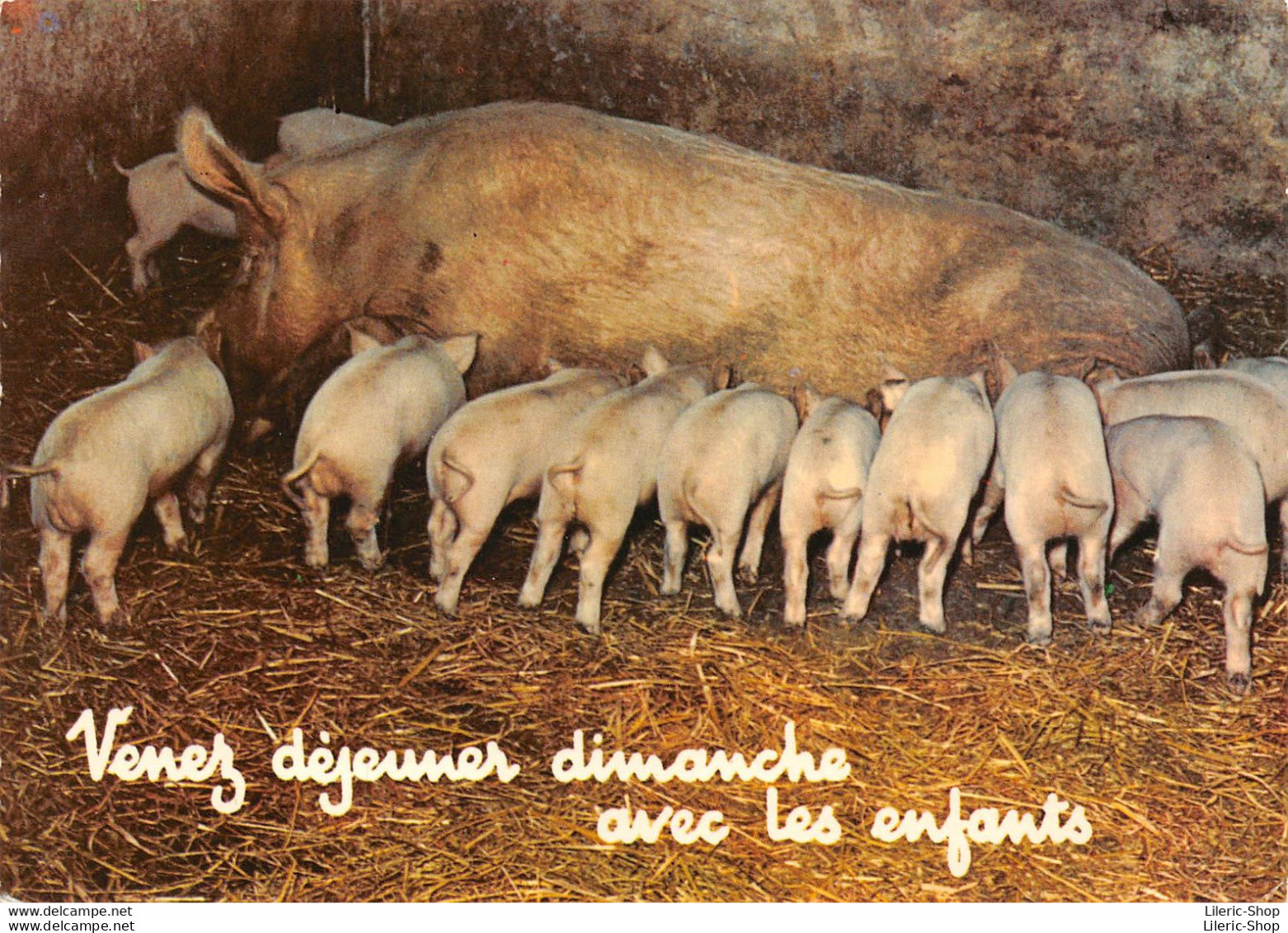 Humour # Cochons - "Venez Déjeuner Dimanche Avec Les Enfants" ( ͡♥ ͜ʖ ͡♥) ♥ - Humour