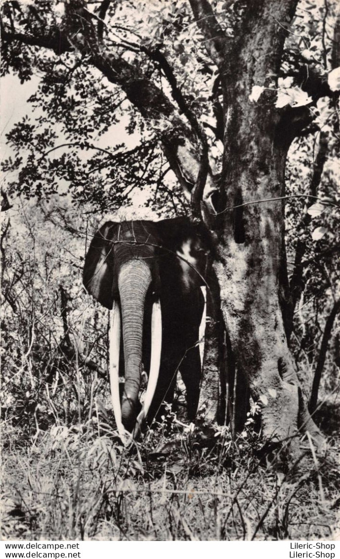 CONGO # ELEPHANT MÂLE Dans La Faune Africaine Cpsm PF 1956 ( ͡♥ ͜ʖ ͡♥) ♥ - Éléphants