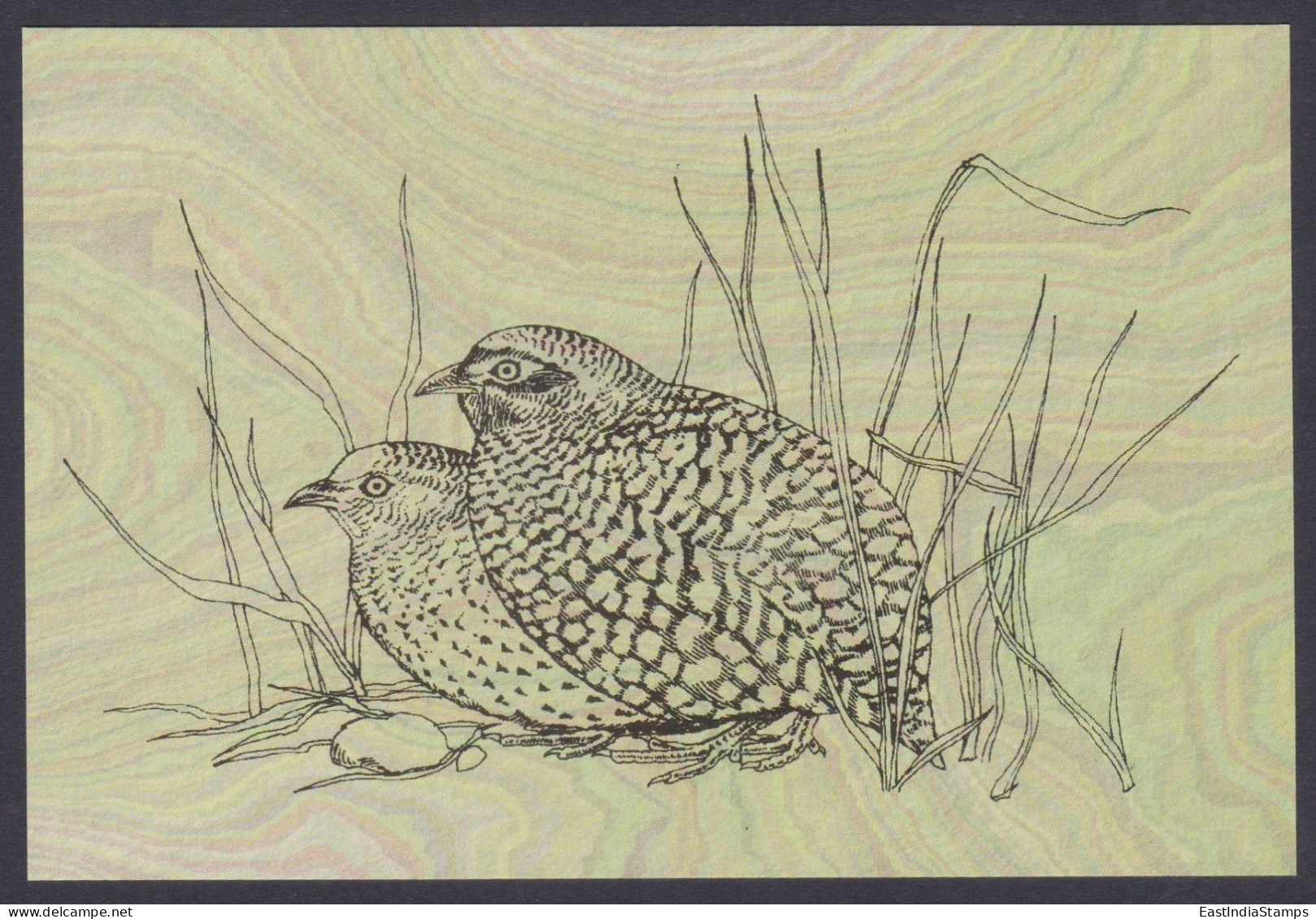 Inde India 2006 Mint Postcard Endangered Birds Of India, Manipur Bush-Quail, Bird, Drawing, Painting - Inde