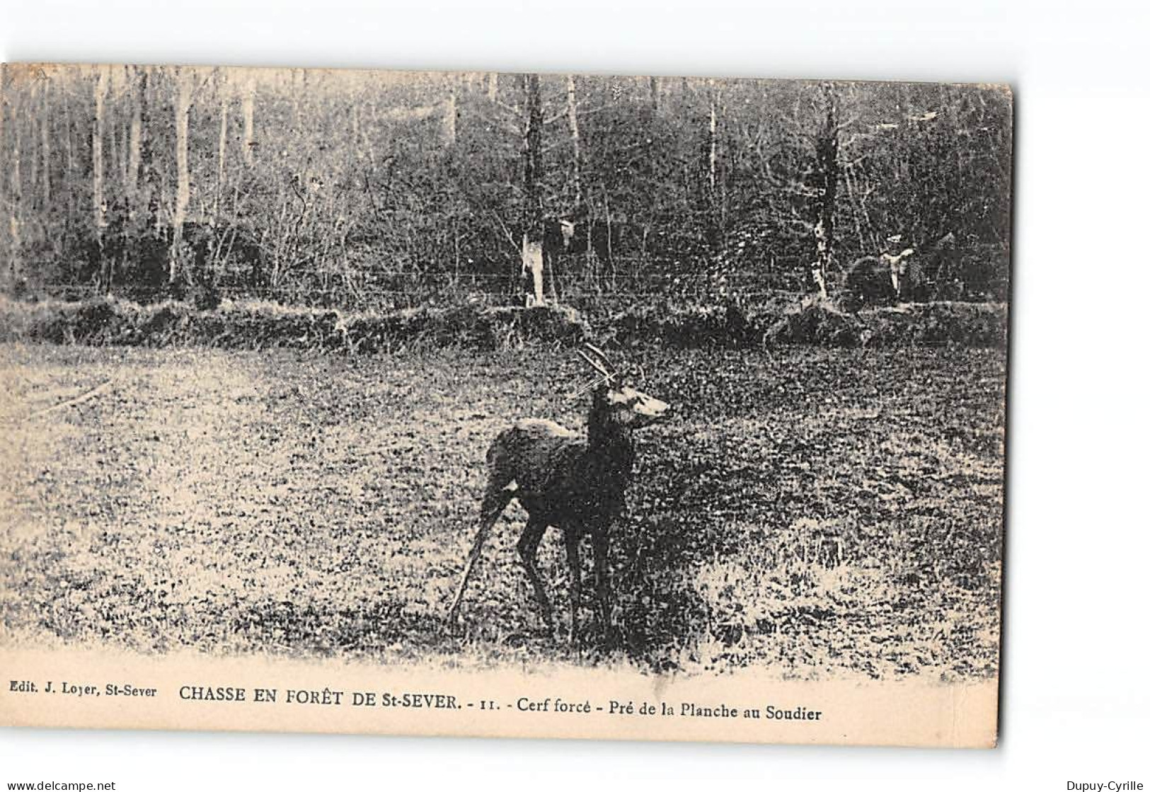 Chasse à Courre En Forêt De SAINT SEVER - Cerf - Très Bon état - Saint Sever