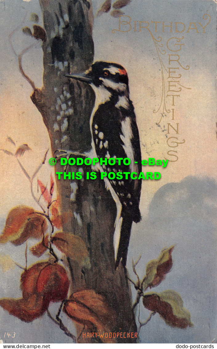 R466711 Birthday Greetings. Hairy Woodpecker. K. Win. Art Publishers - World