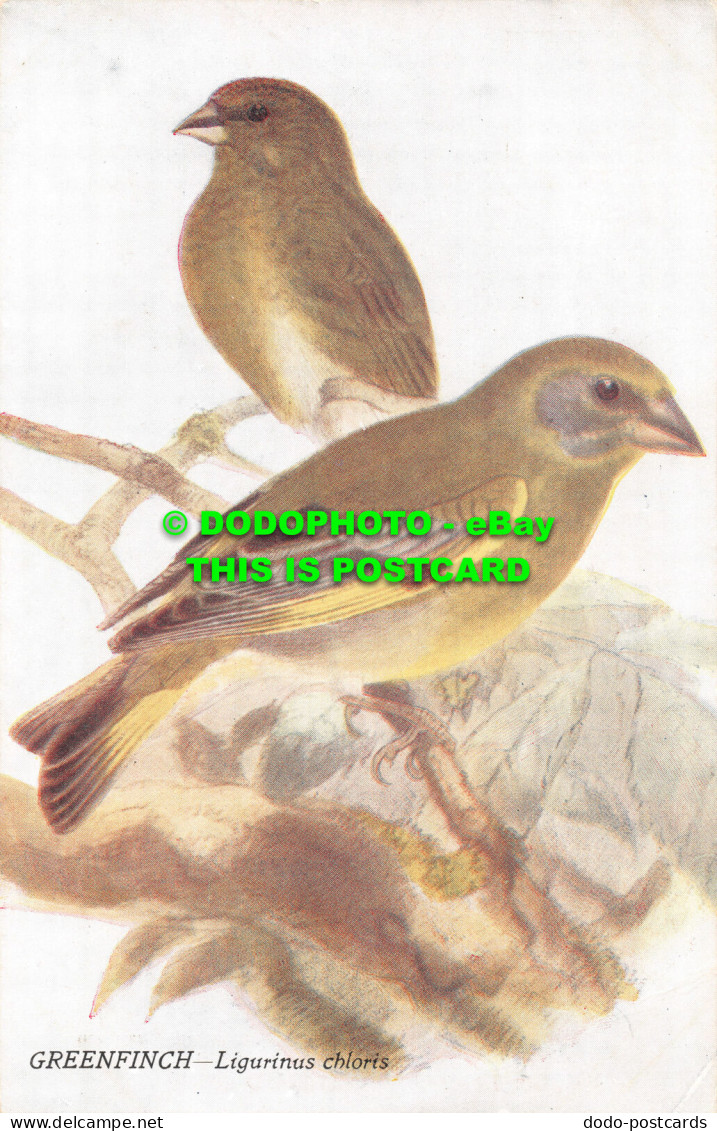 R466531 Greenfinch. Ligurinus Chloris. Birds Of Britain. A. And C. Black. J. L. - World