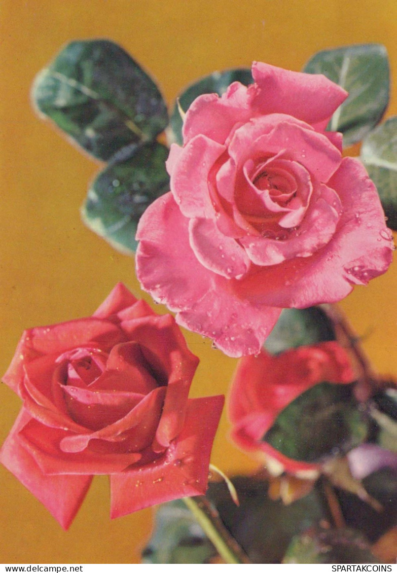 FLORES Vintage Tarjeta Postal CPSM #PBZ280.A - Fleurs