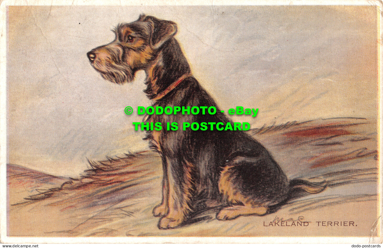 R466278 Lakeland Terrier. Valentine - World