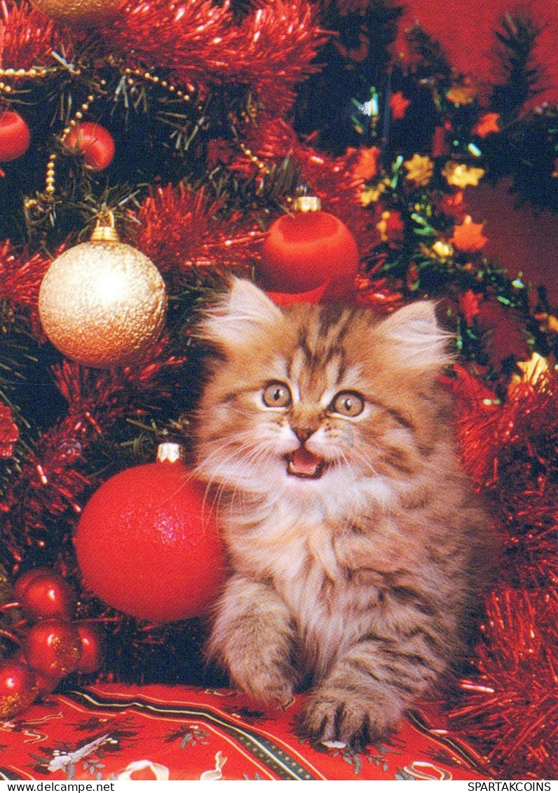 GATTO KITTY Animale Vintage Cartolina CPSM #PAM528.A - Katzen