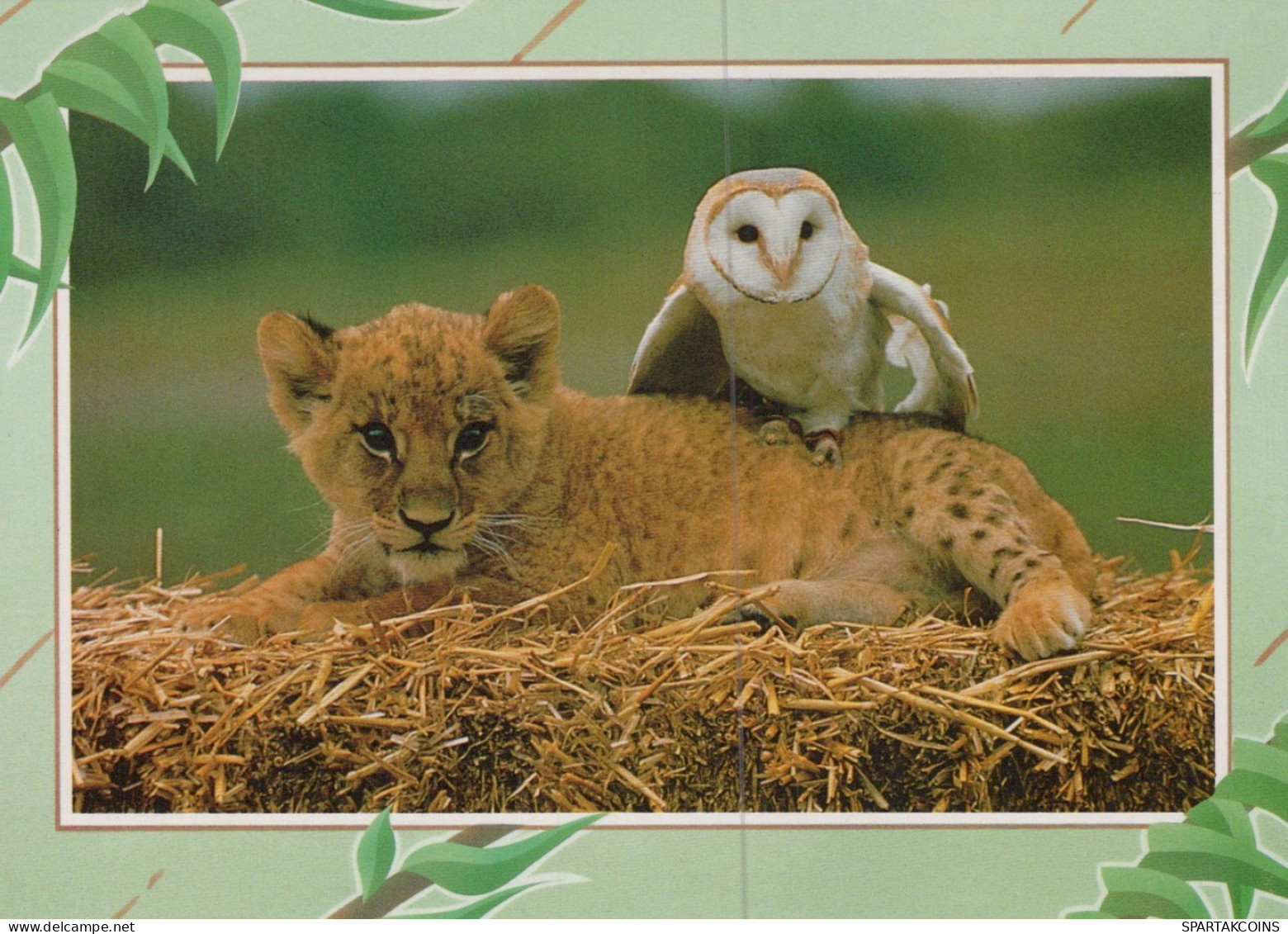 LEONE GRANDE GATTO Animale Vintage Cartolina CPSM #PAM008.A - Löwen