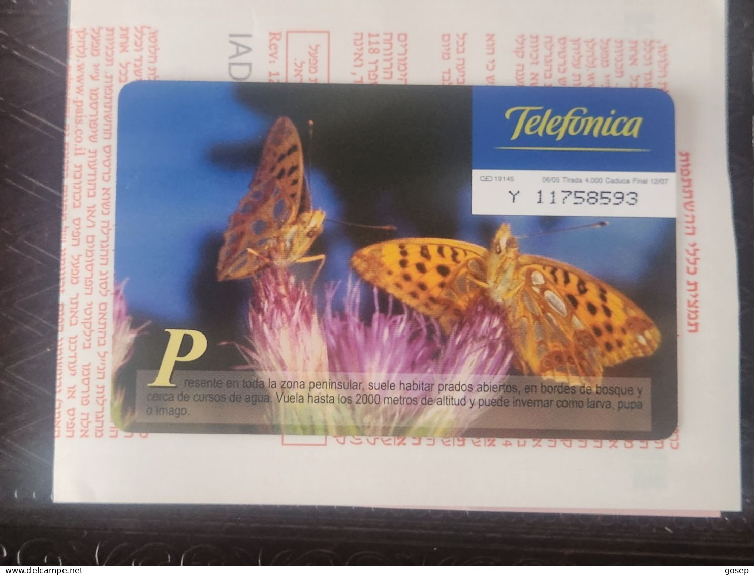 SPAIN-(P569)-MARIPOSA SOFIA-FAUNA IBERICA(3)-(Y-11758593)-(6/05)(19145)-tirage-4.000-used Card+1 Card Prepiad Free - Privé-uitgaven