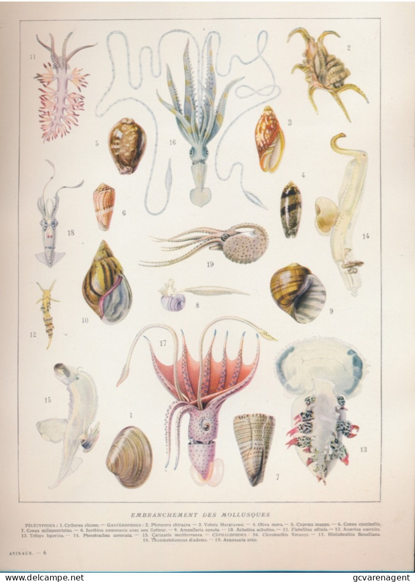 19 EEUWSE PRINT EIND 1800 BEGIN 1900.  EMBBRANCHEMENT DES MOLLUSQUES         . 310 X 230 MM - Prints & Engravings