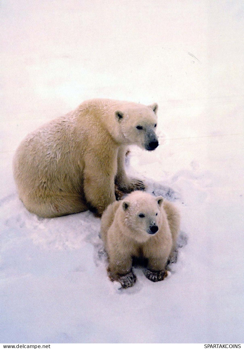 GEBÄREN Tier Vintage Ansichtskarte Postkarte CPSM #PBS269.A - Bears