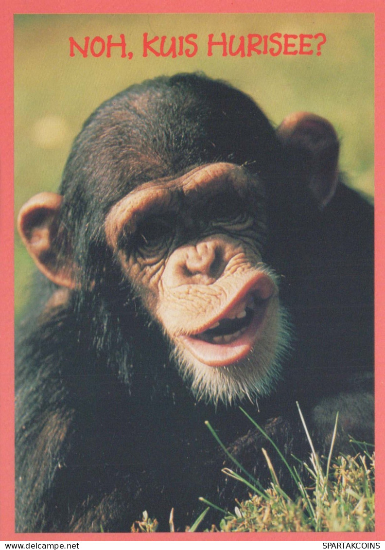 MONKEY Animals Vintage Postcard CPSM #PBS010.A - Monkeys
