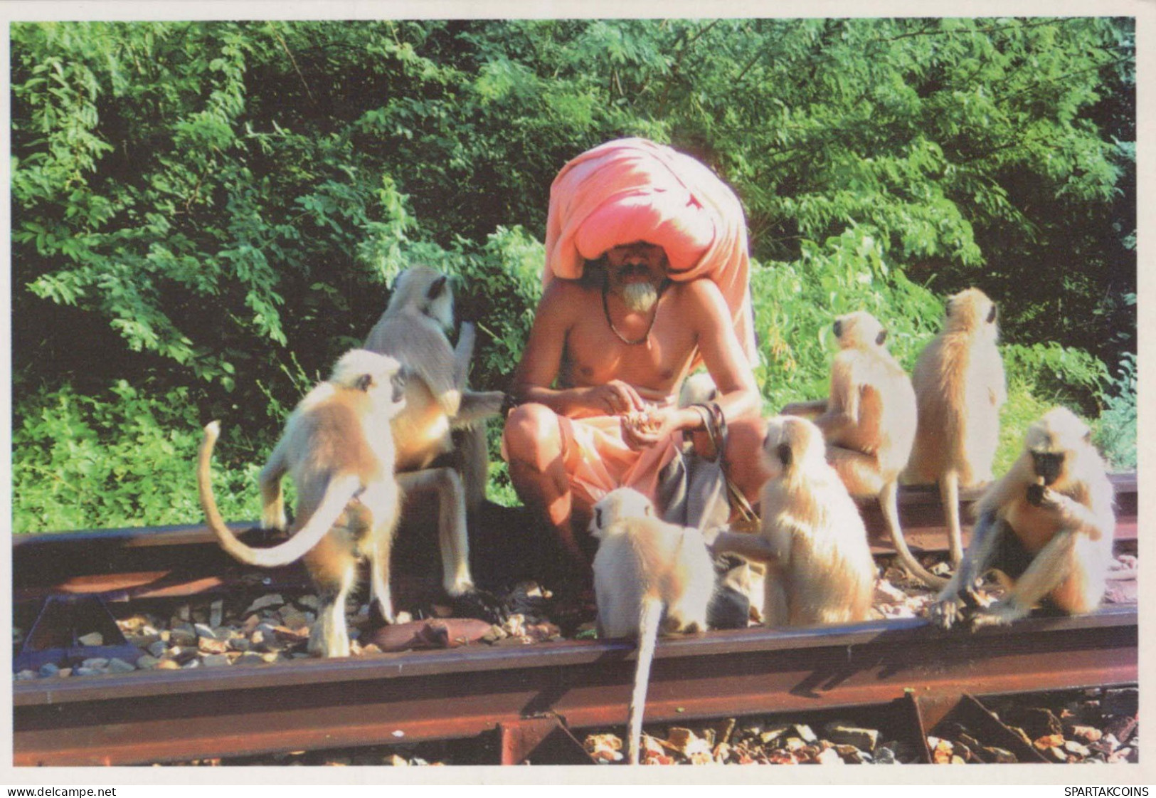AFFE Tier Vintage Ansichtskarte Postkarte CPSM #PBS014.A - Monkeys
