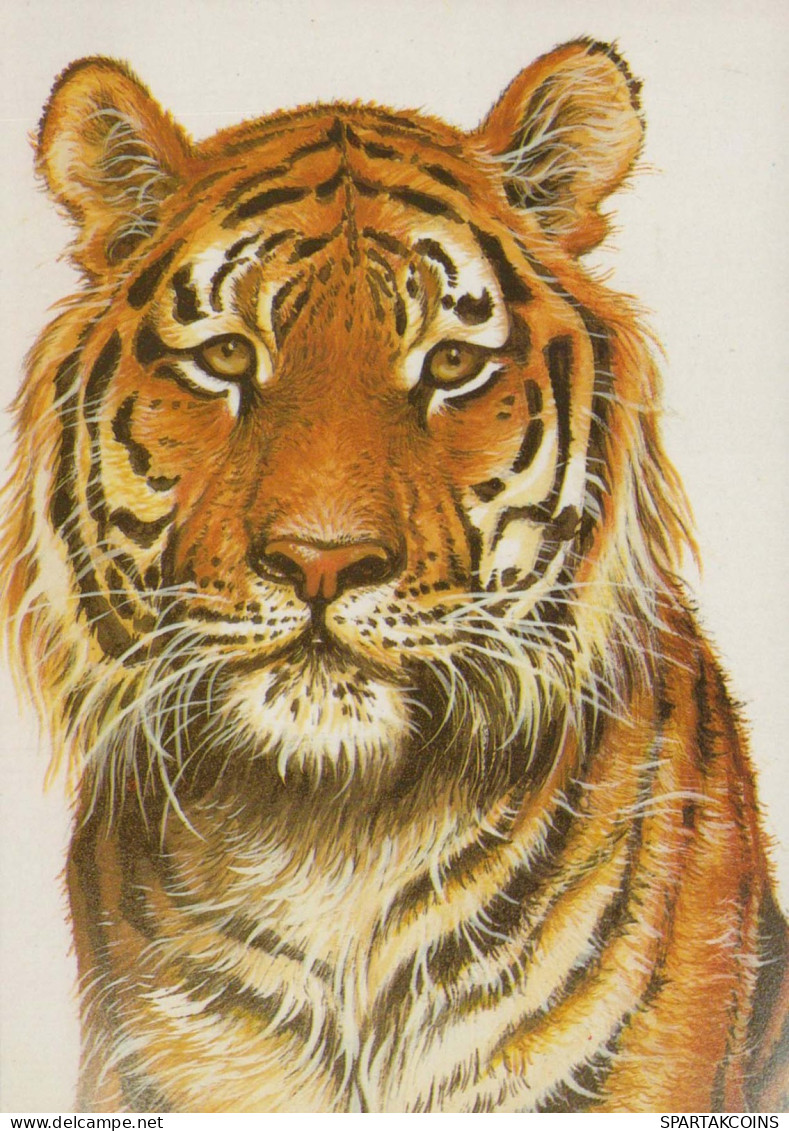 TIGER Tier Vintage Ansichtskarte Postkarte CPSM #PBS044.A - Tigres