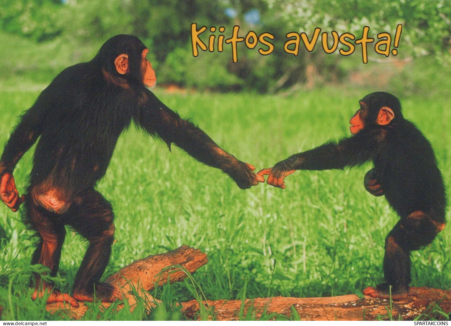 MONKEY Animals Vintage Postcard CPSM #PBR989.A - Singes