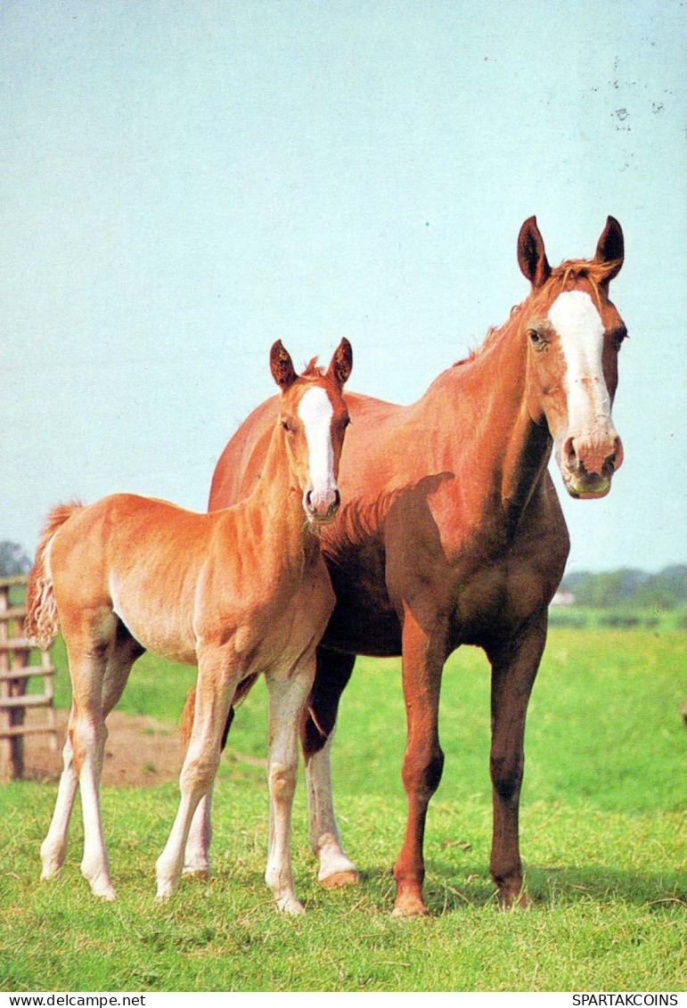 HORSE Animals Vintage Postcard CPSM #PBR844.A - Pferde