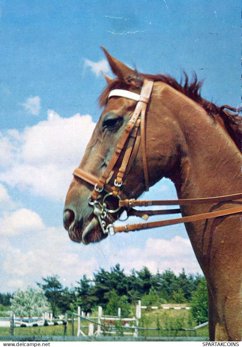 CAVALLO Animale Vintage Cartolina CPSM #PBR841.A - Pferde